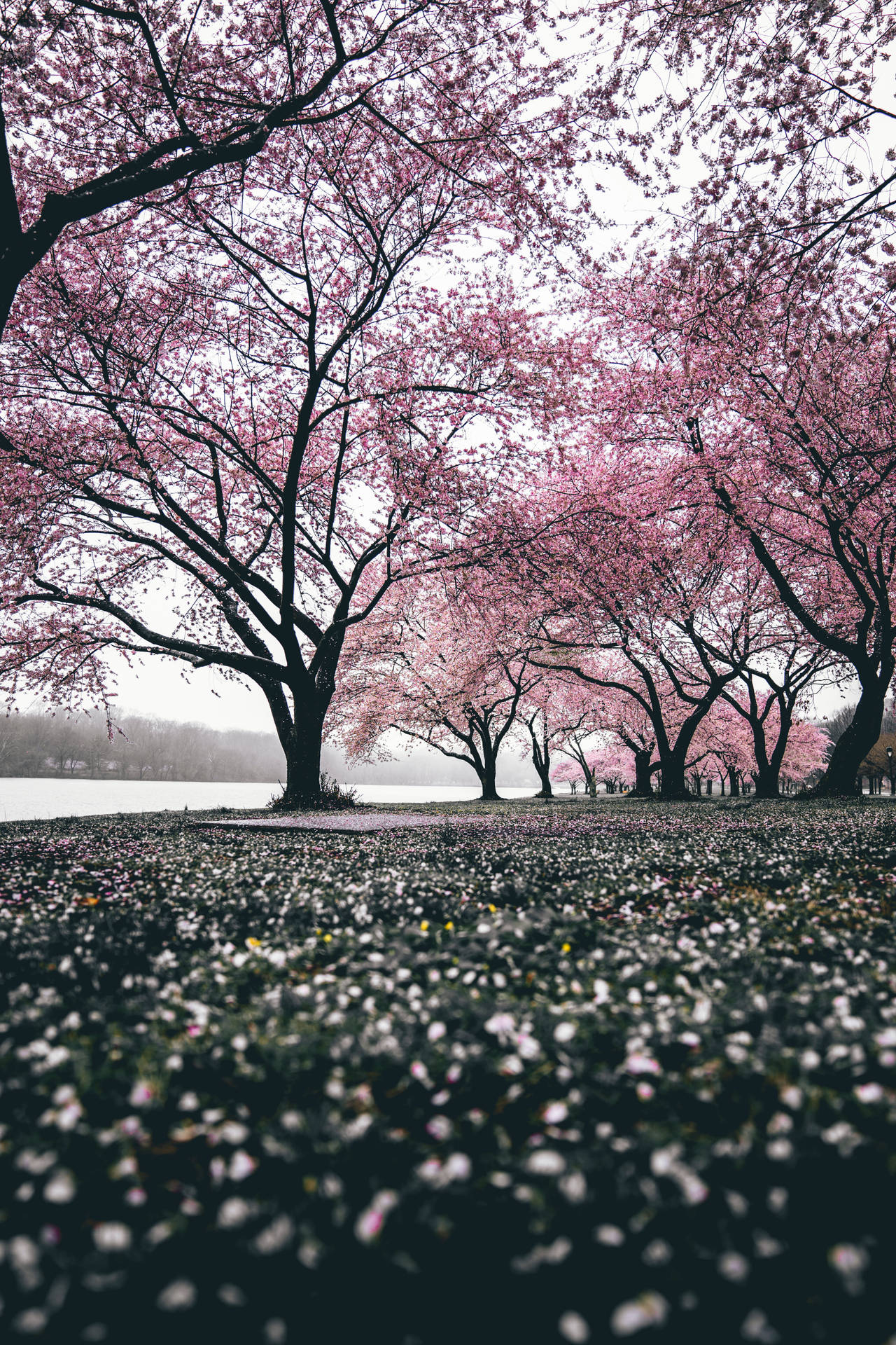 “A Picturesque Scene of a Sakura Field” Wallpaper