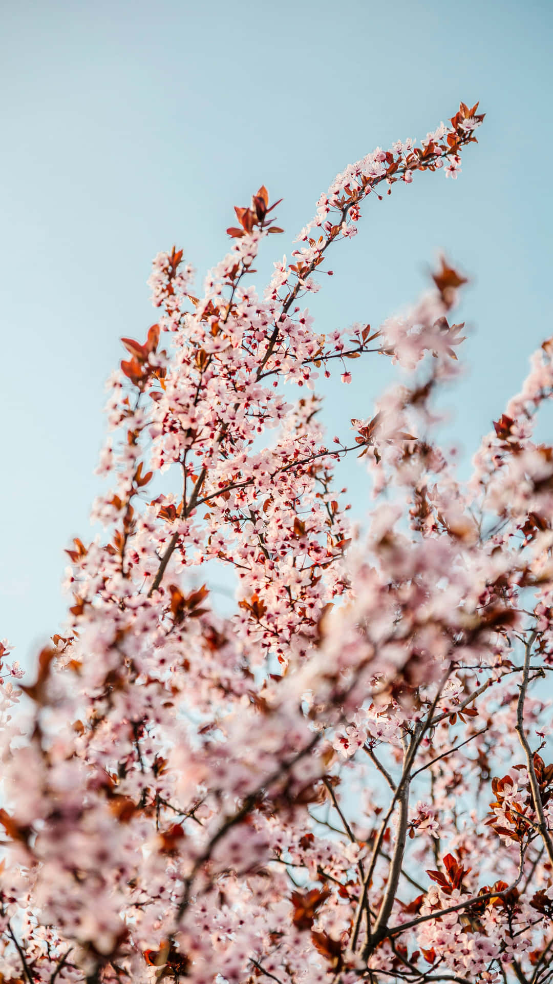 Cherry Blossom Sky Wallpaper