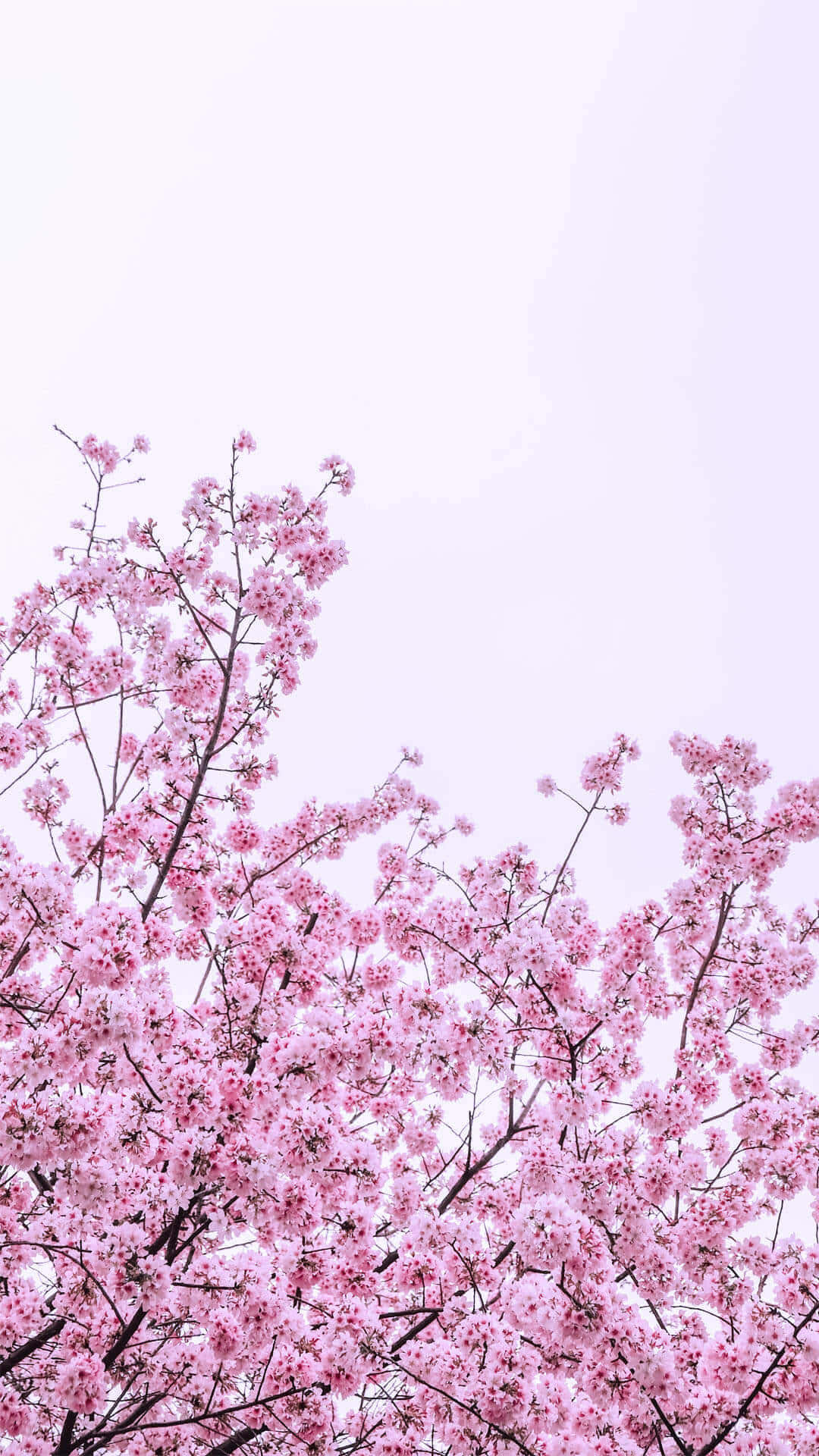 Cherry Blossom Skyi Phone Wallpaper Wallpaper