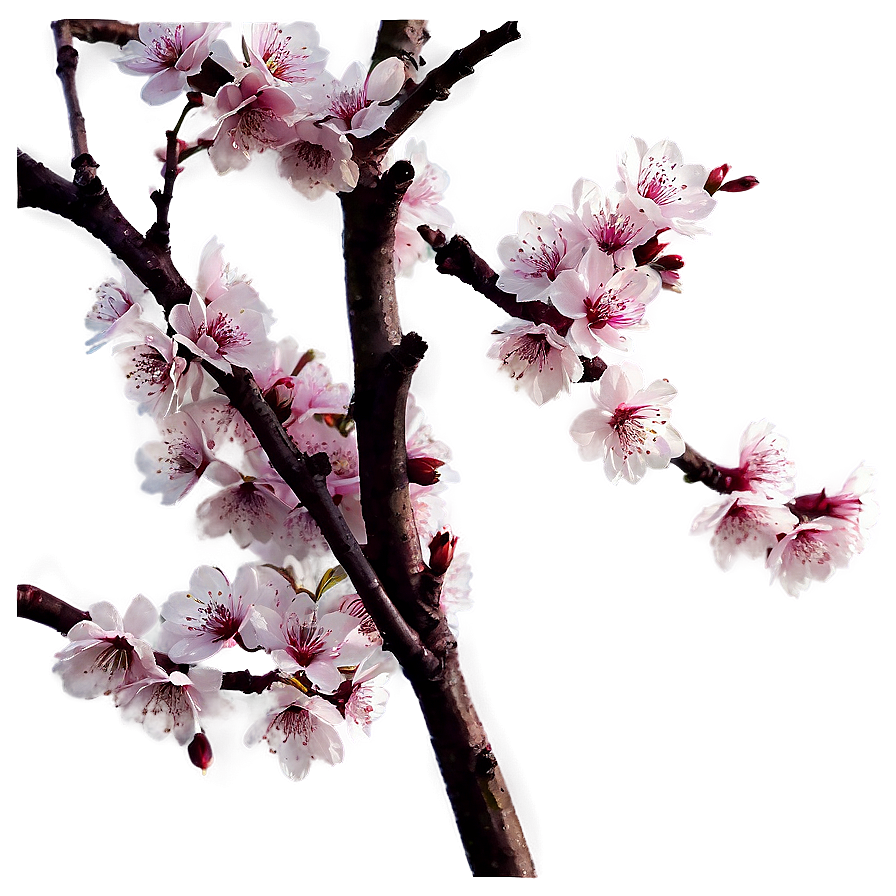 Cherry Blossom Spring Png Wyo PNG