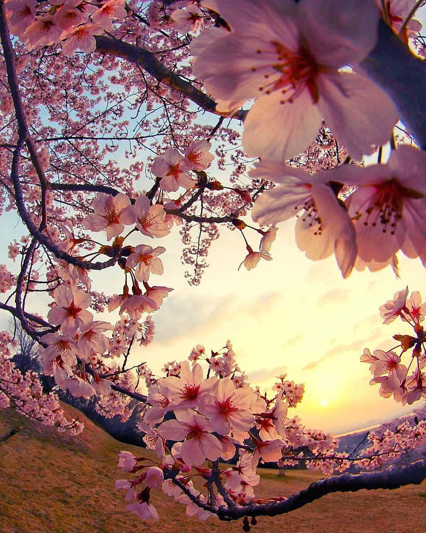 Cherry Blossom Sunset Glow.jpg Wallpaper