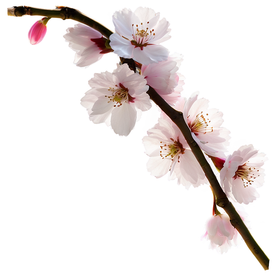 Cherry Blossom Timelapse Sequence Png 22 PNG