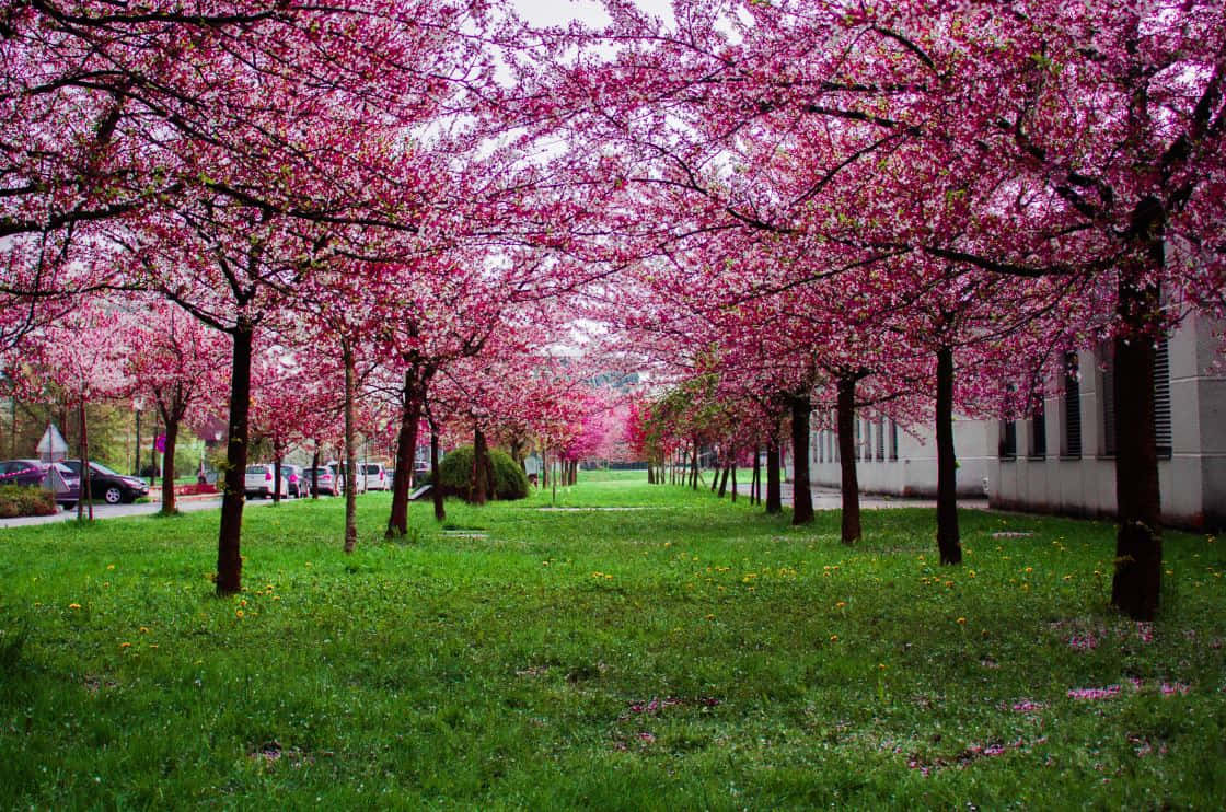 Enchanting Cherry Blossom Tree in Full Bloom
