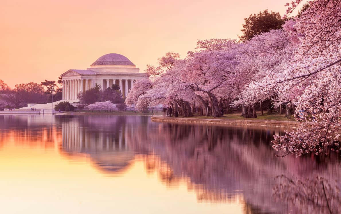 Enchanting Cherry Blossom Tree in Full Bloom