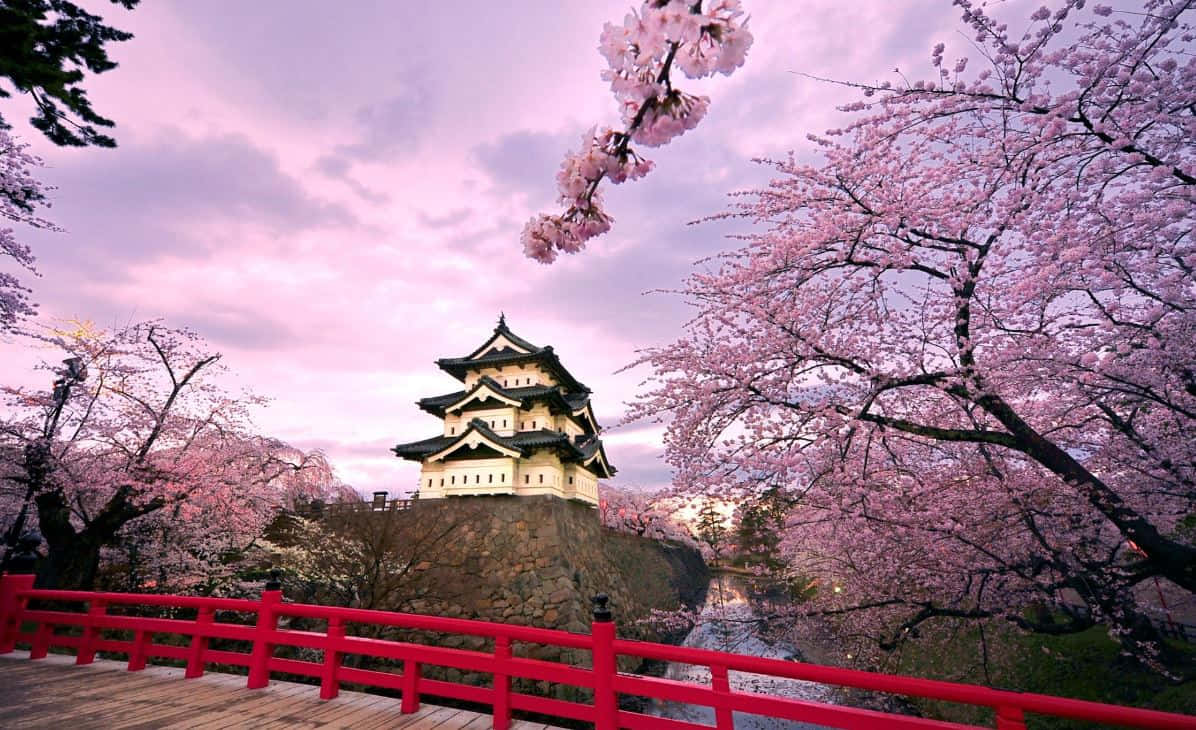 Cherry Blossom Tree in Full Bloom