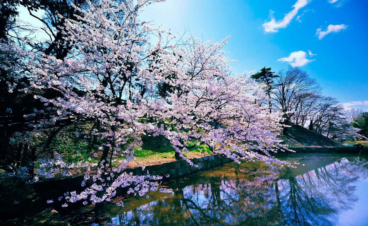 Stunning Cherry Blossom Tree in full bloom