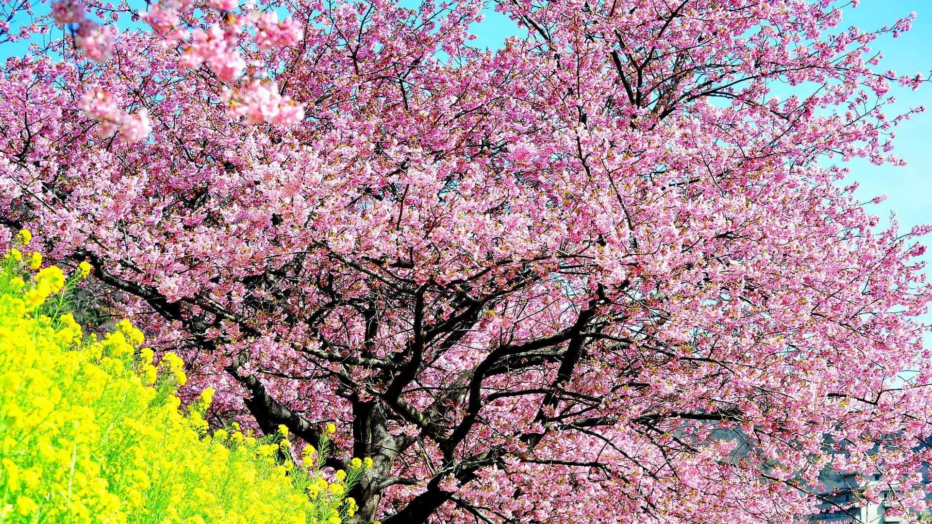 Beautiful Cherry Blossom Tree in Full Bloom