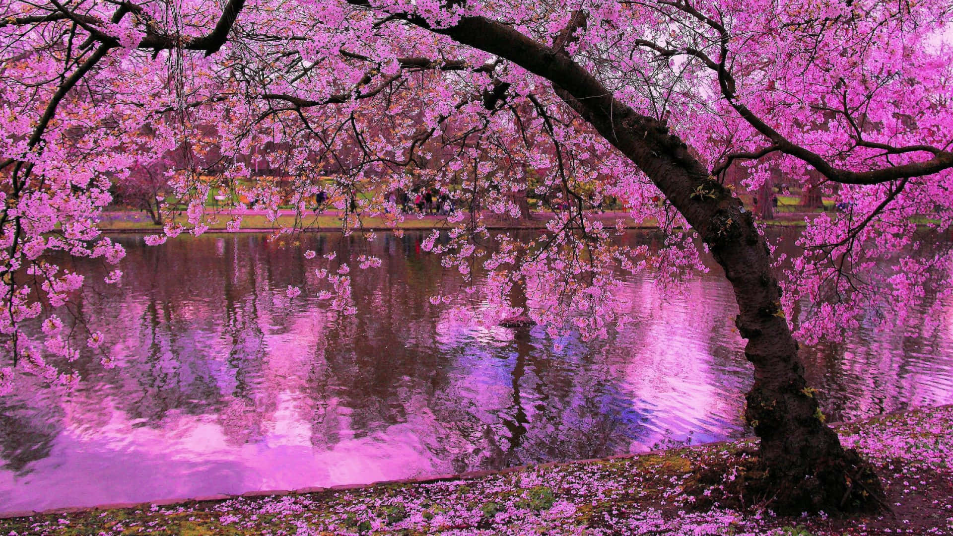 Stunning Cherry Blossom Tree in Full Bloom