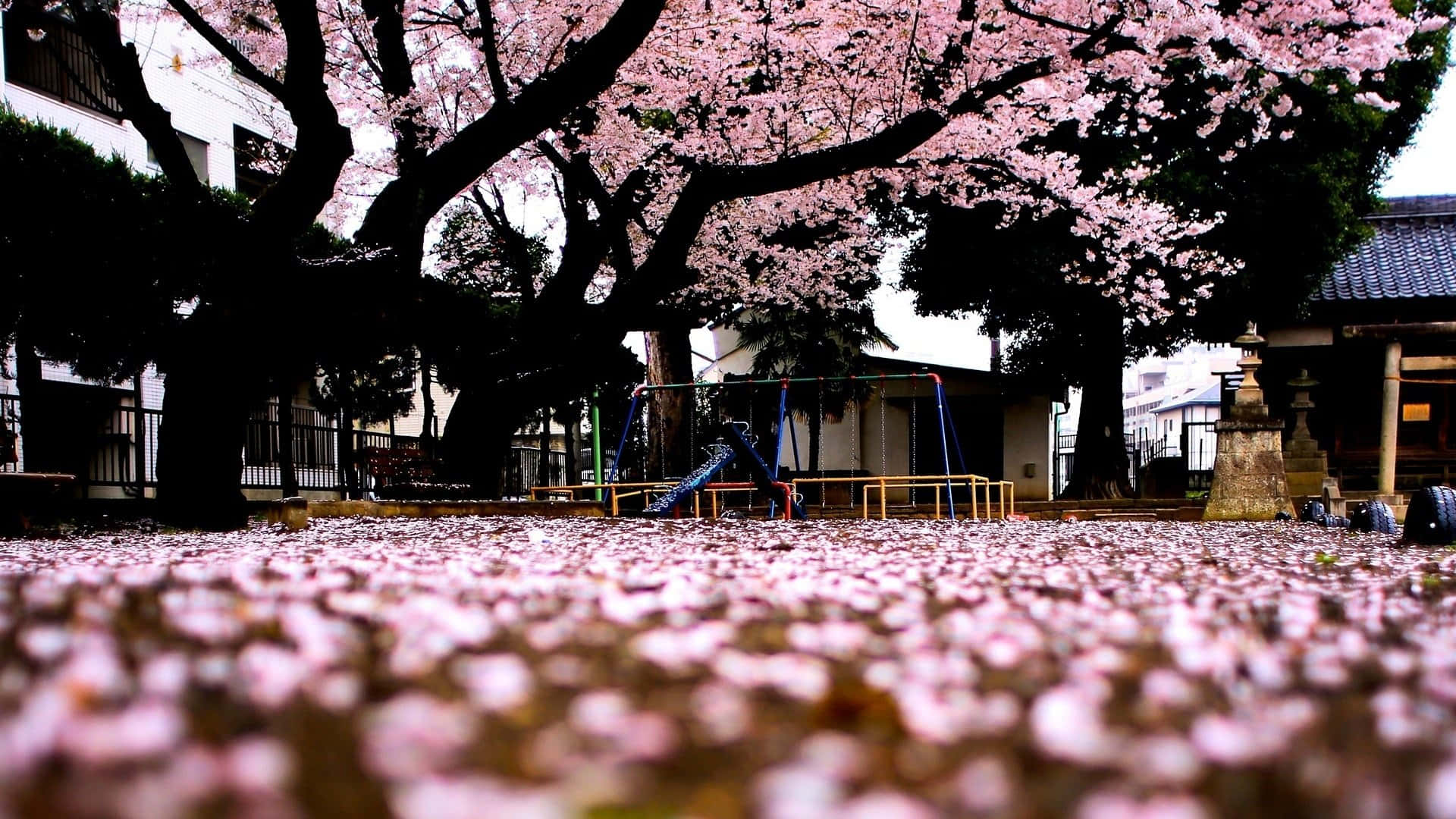 Cherry Blossom Tree in Full Bloom