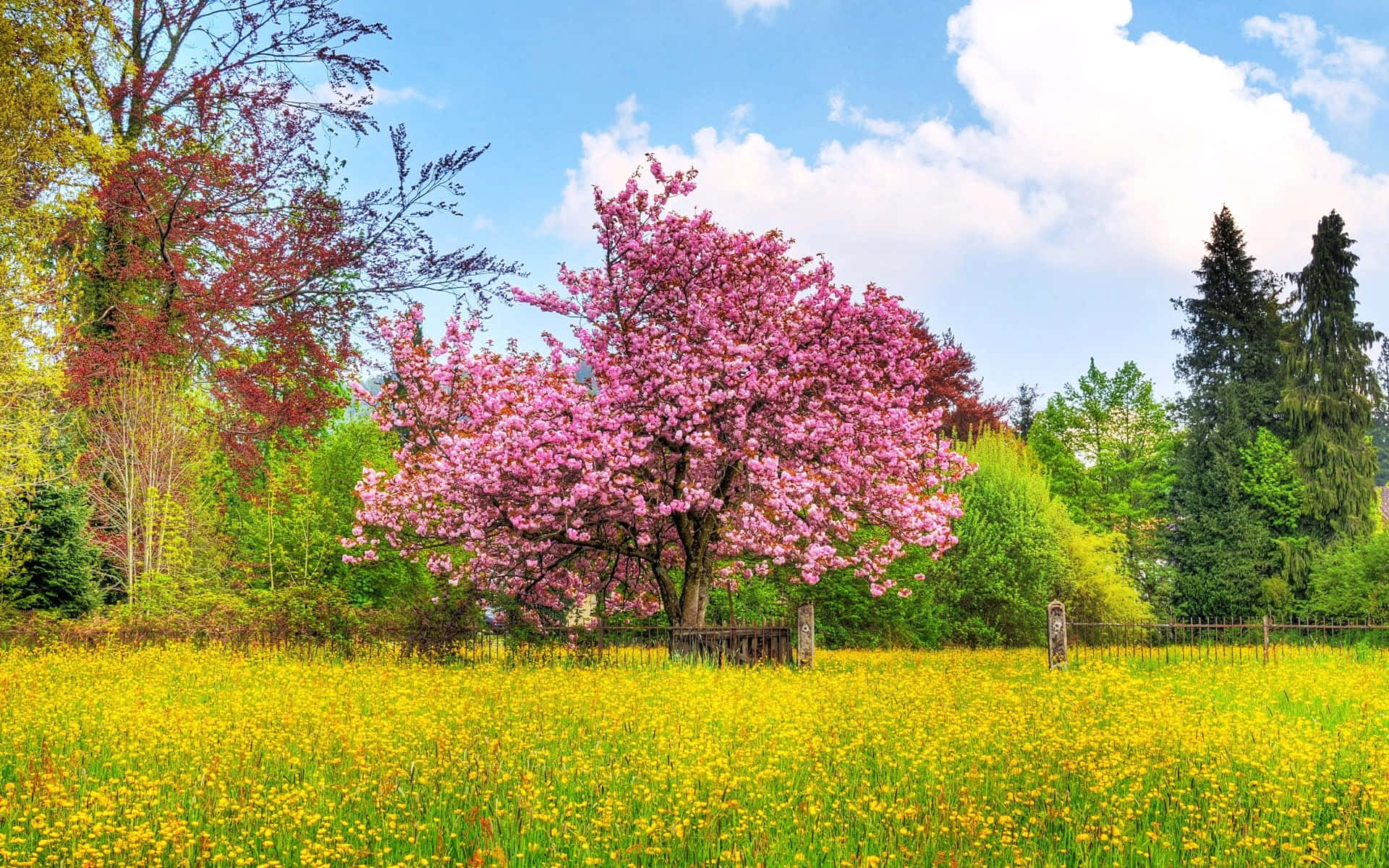 Serene Cherry Blossom Tree Background