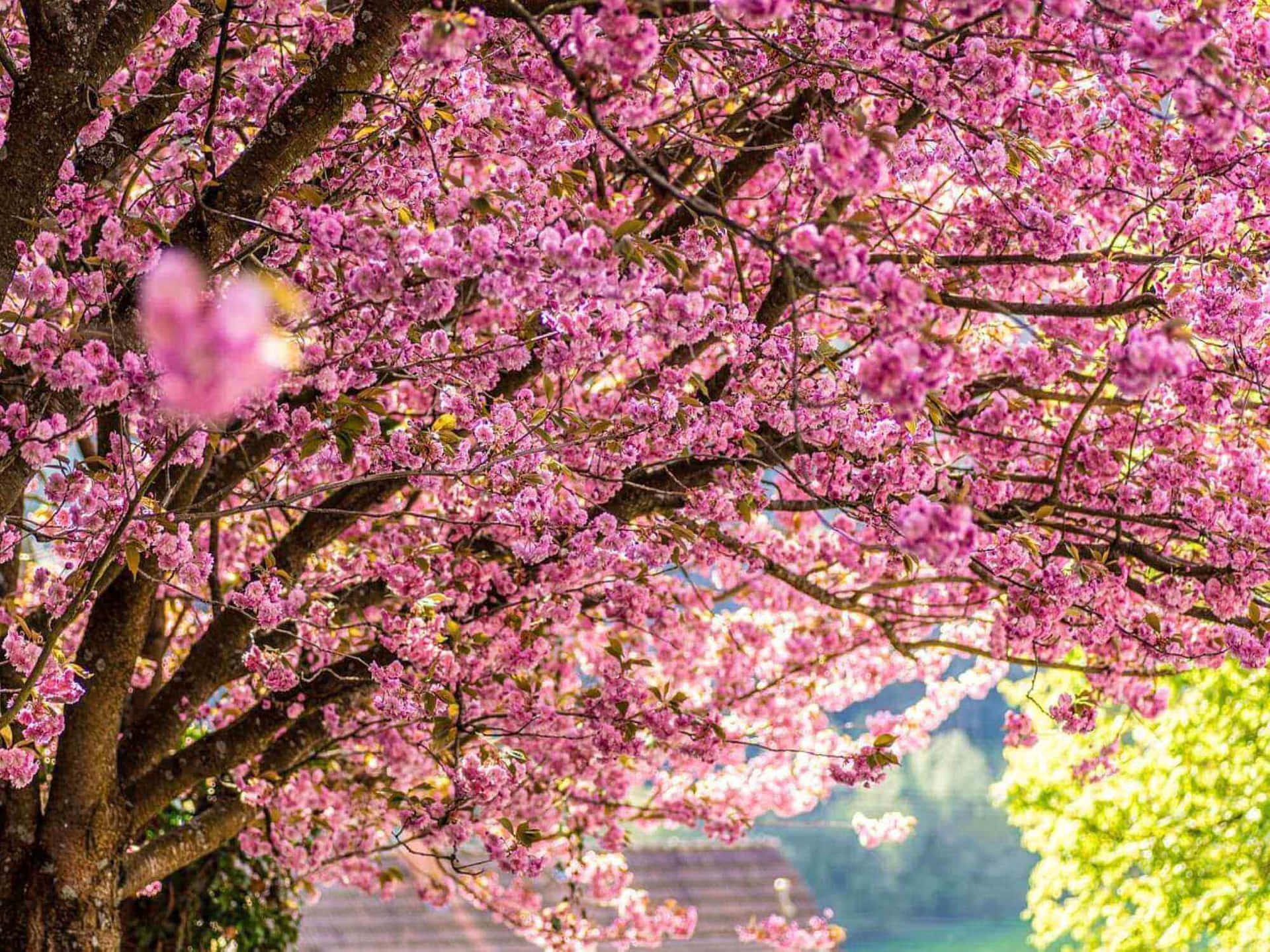 Cherry Blossom Trees in Full Bloom