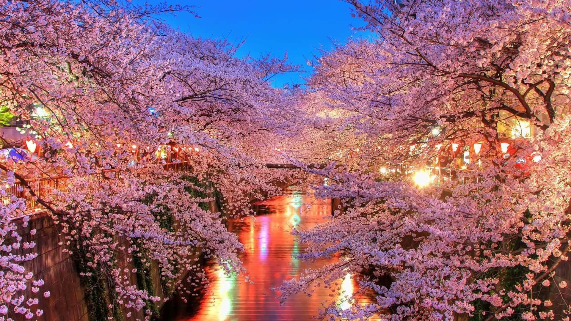 Cherry Blossom Tree in Full Bloom