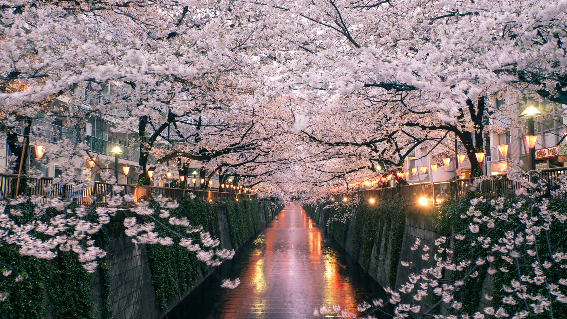 Tranquil Cherry Blossom Tree Blooming