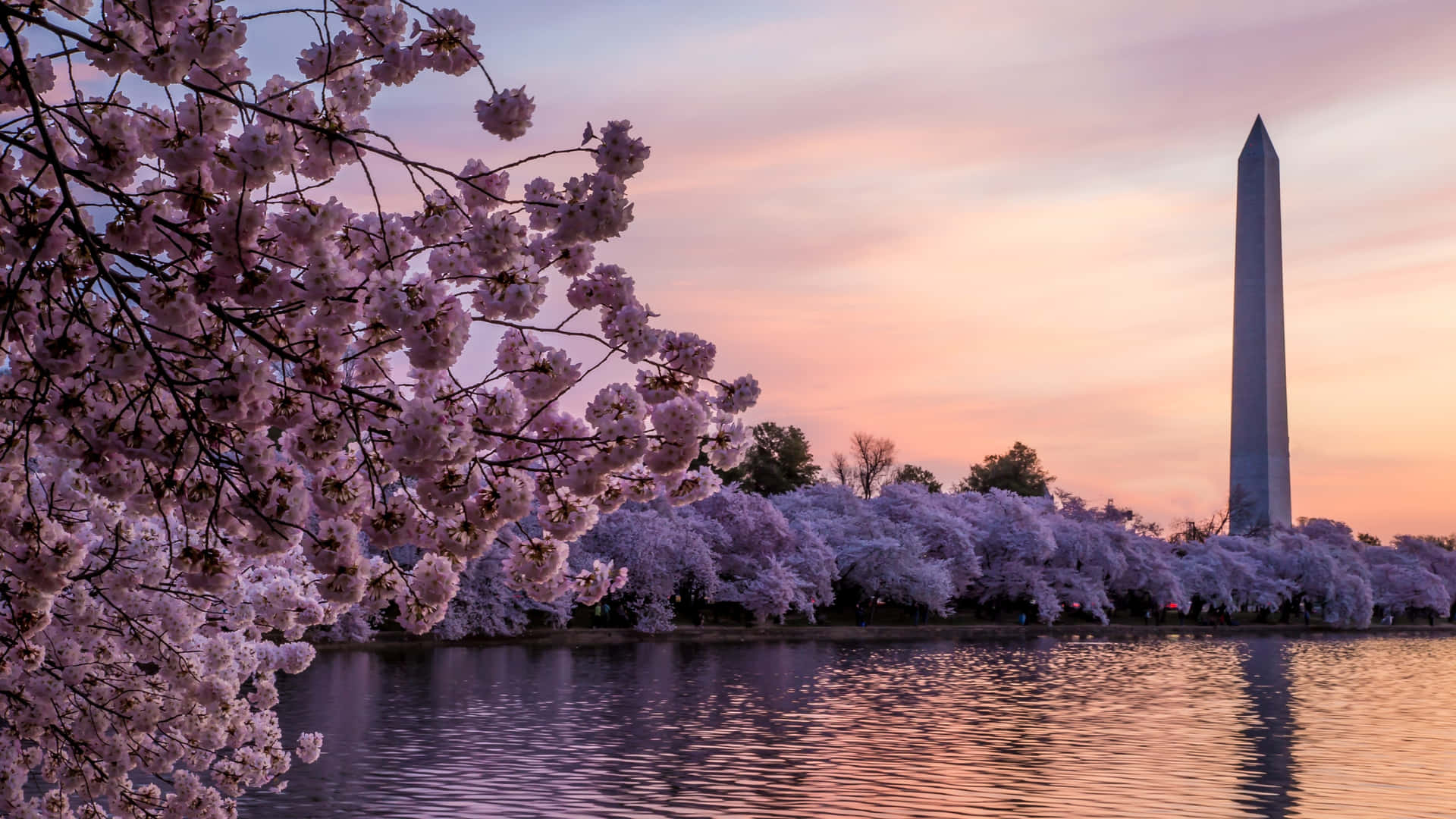 Serene Cherry Blossom Tree Background