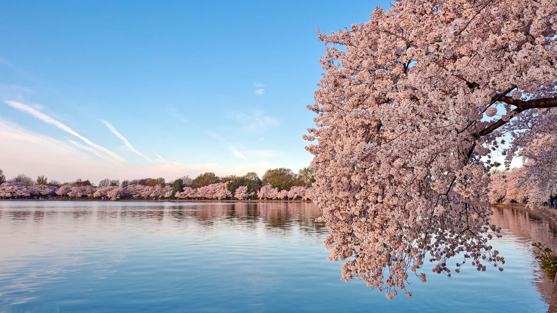 A breathtaking Cherry Blossom Tree canopy