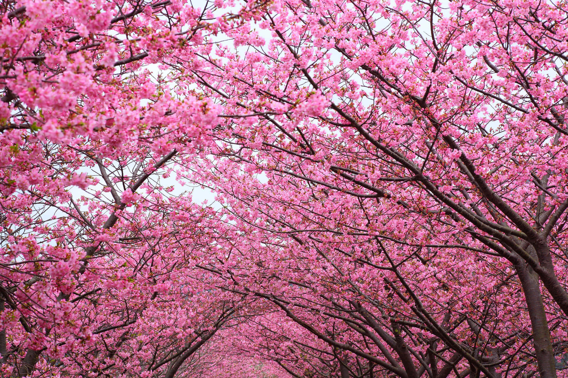 Cherry Blossom Tree 4000 X 2667 Background