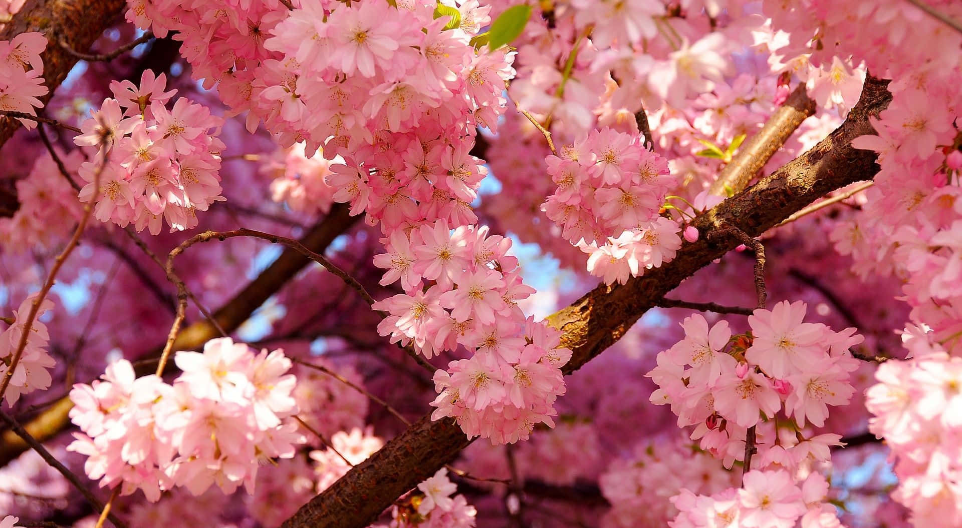 Beautiful cherry blossom tree in spring Wallpaper