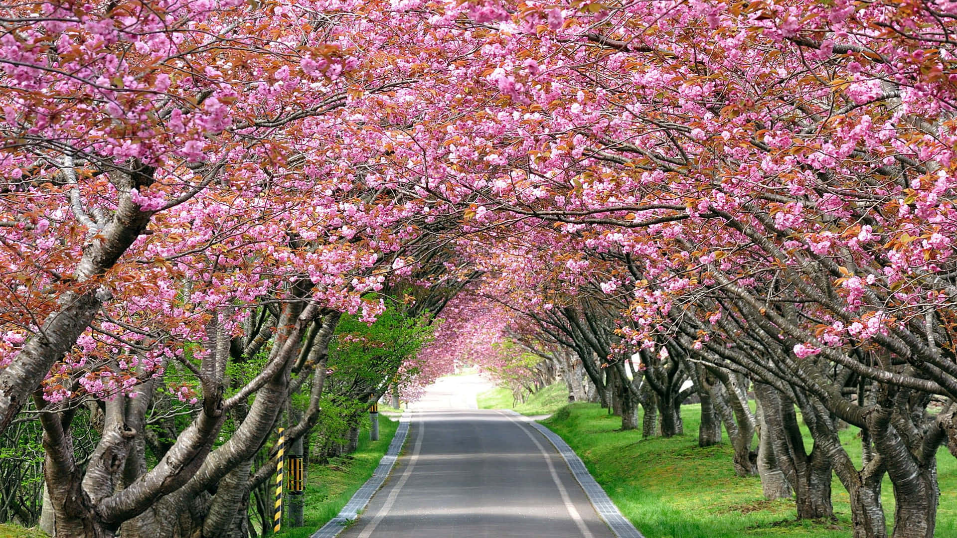 Alberodi Ciliegio In Fiore Lungo La Strada. Sfondo