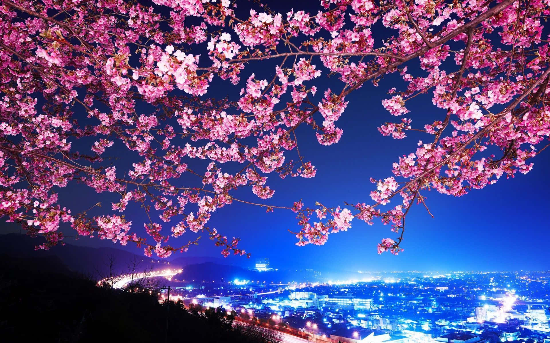 Cherry Blossom Tree City View Wallpaper