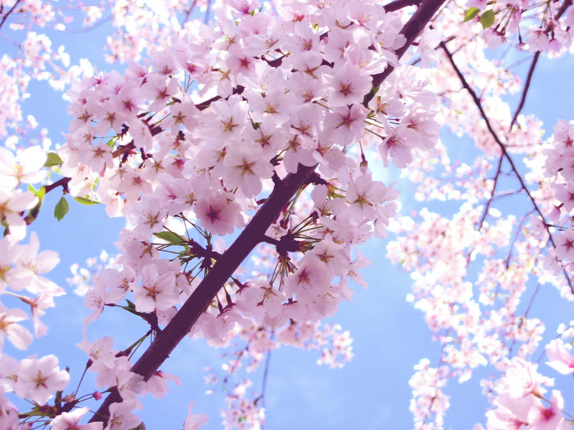 A pink-hued Cherry Blossom Tree stands tall against a bright blue sky Wallpaper