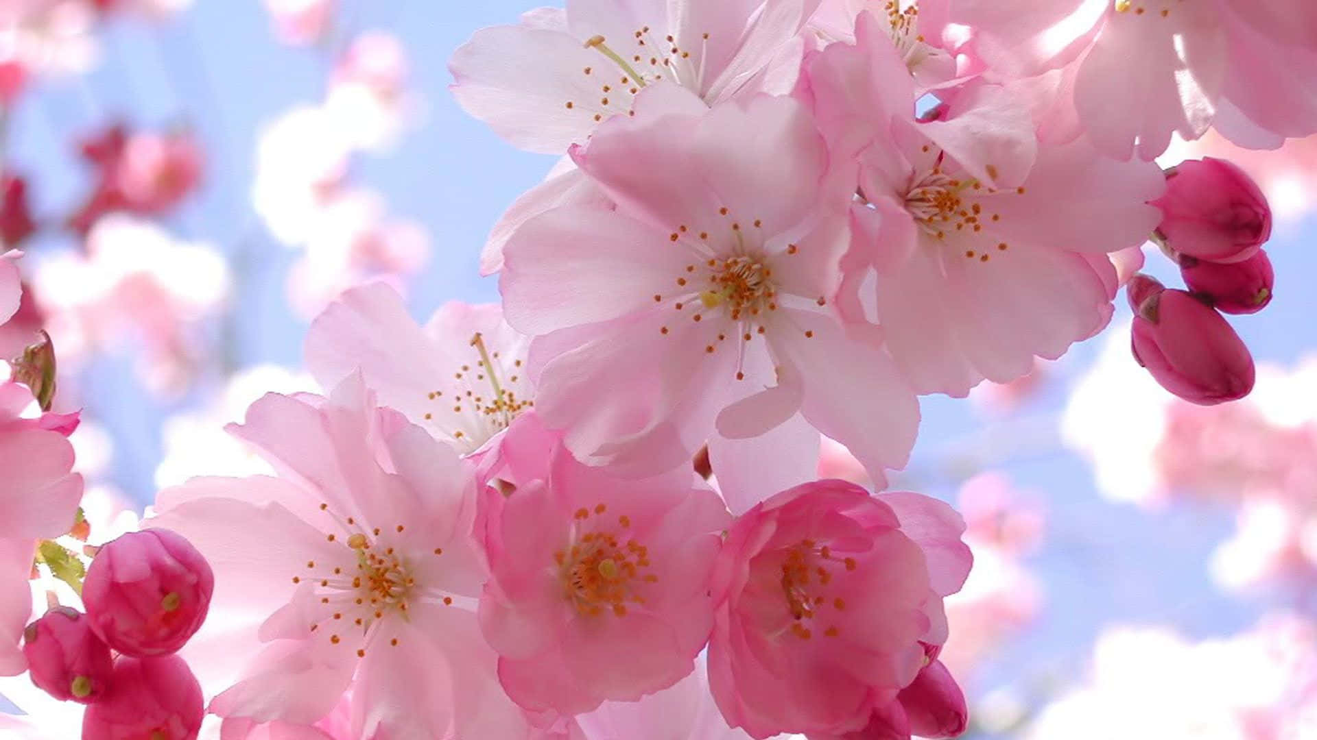 A beautiful cherry blossom tree in full bloom Wallpaper