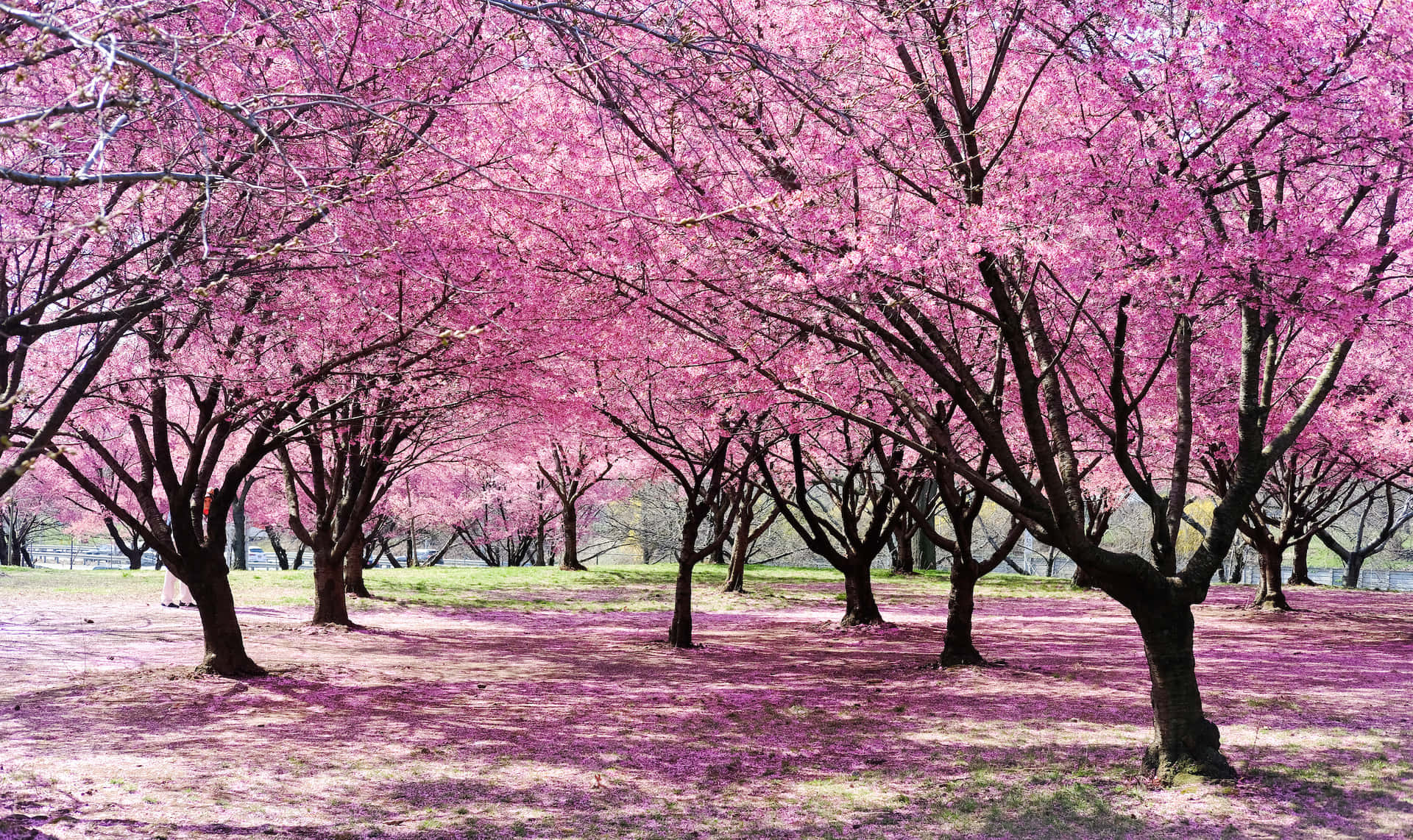 Download Cherry Blossom Tree Forest Picture | Wallpapers.com