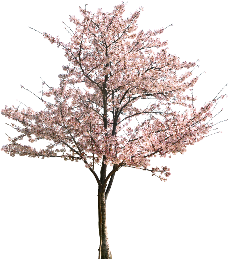 Cherry Blossom Tree Full Bloom PNG