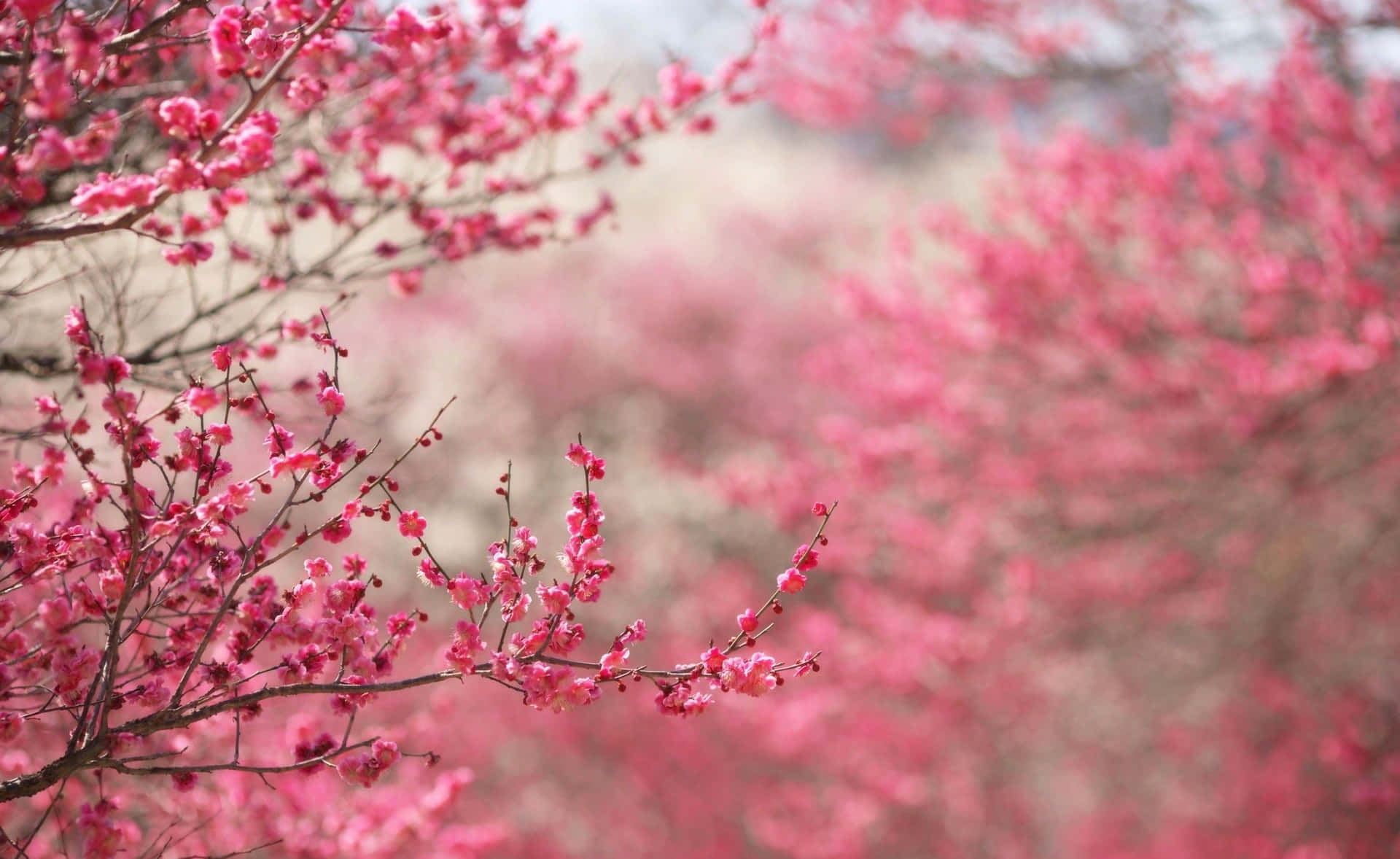 A beautiful cherry blossom tree in full bloom Wallpaper