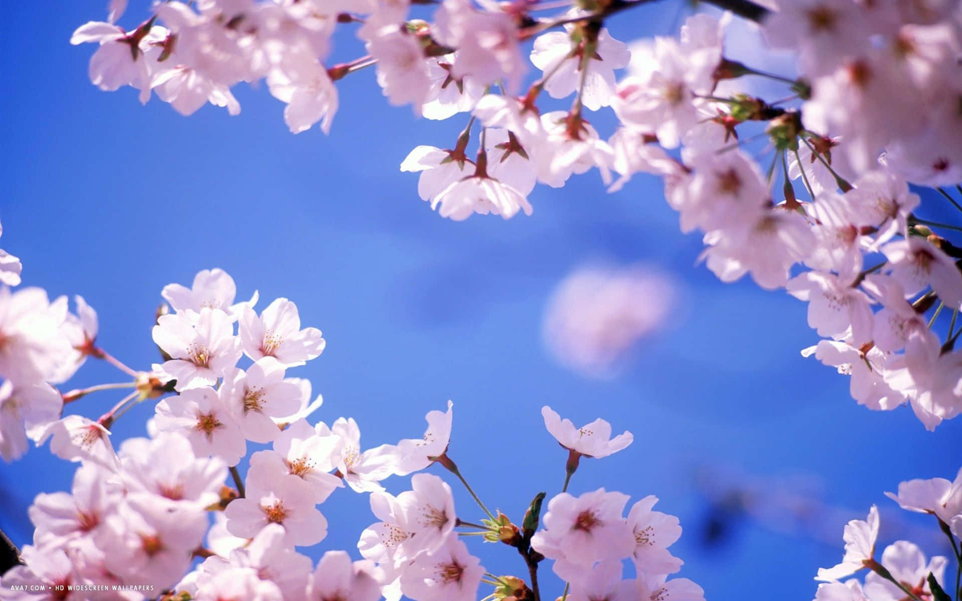 The picturesque beauty of a cherry blossom tree in full bloom. Wallpaper