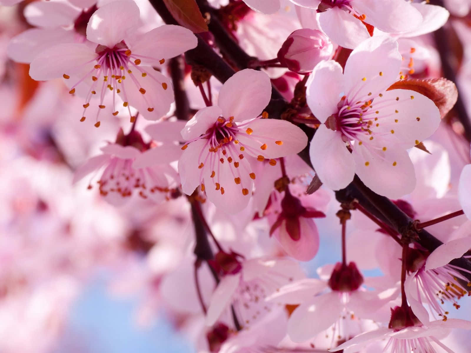A beautiful cherry blossom tree in bloom Wallpaper