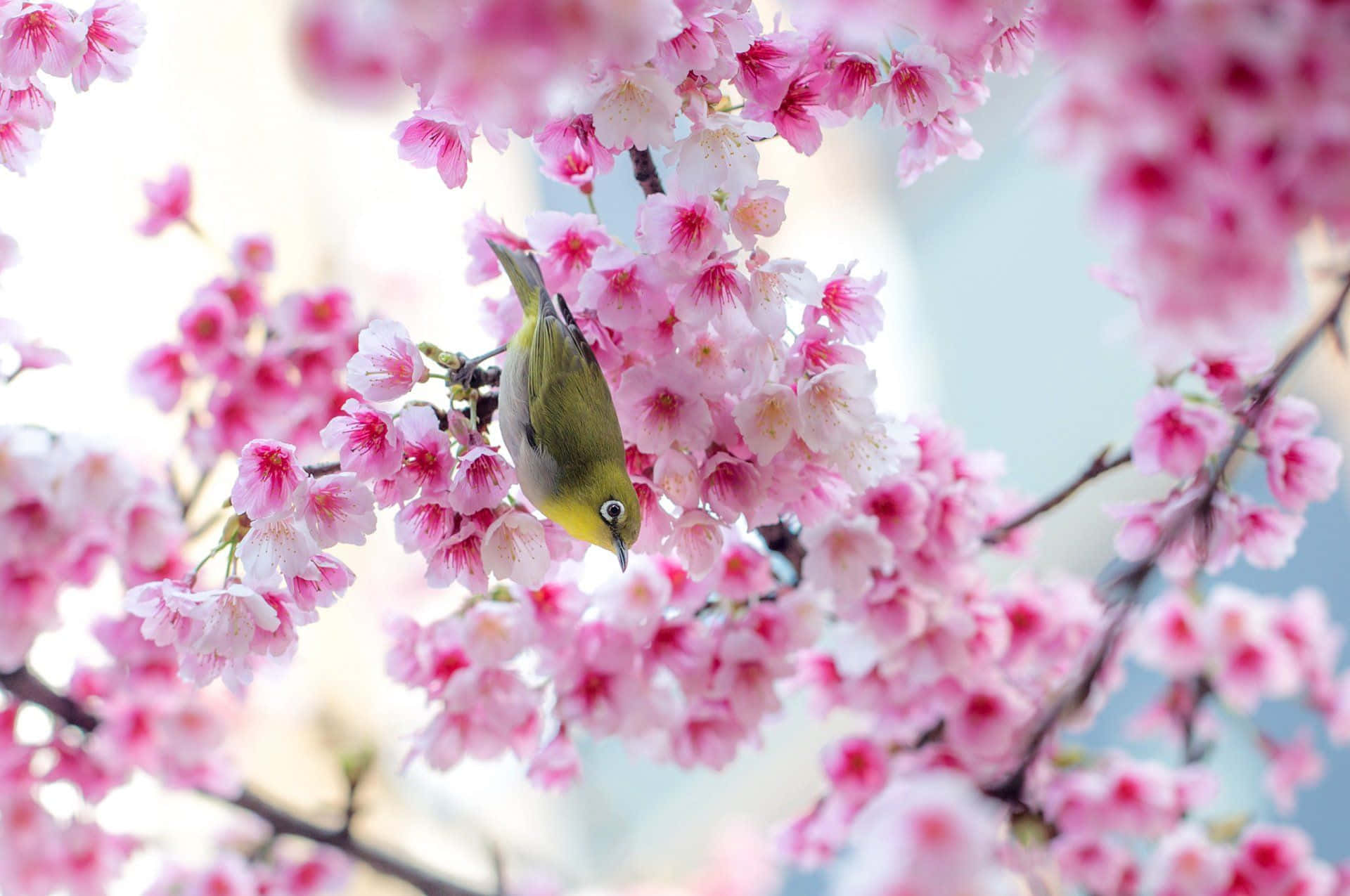 Cherry Blossom Tree Bird On Branch Wallpaper