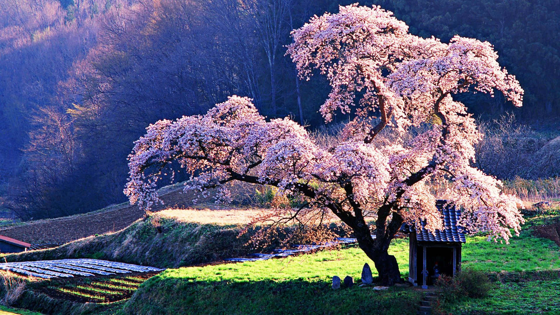Cherry Blossom Tree Grass Field Wallpaper