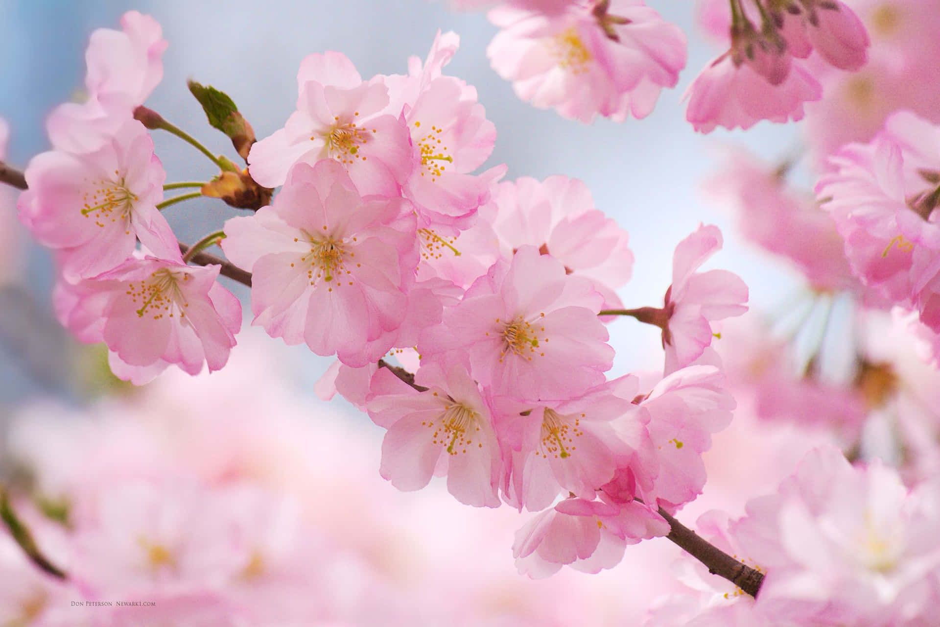 Magnificent cherry blossoms in bloom Wallpaper