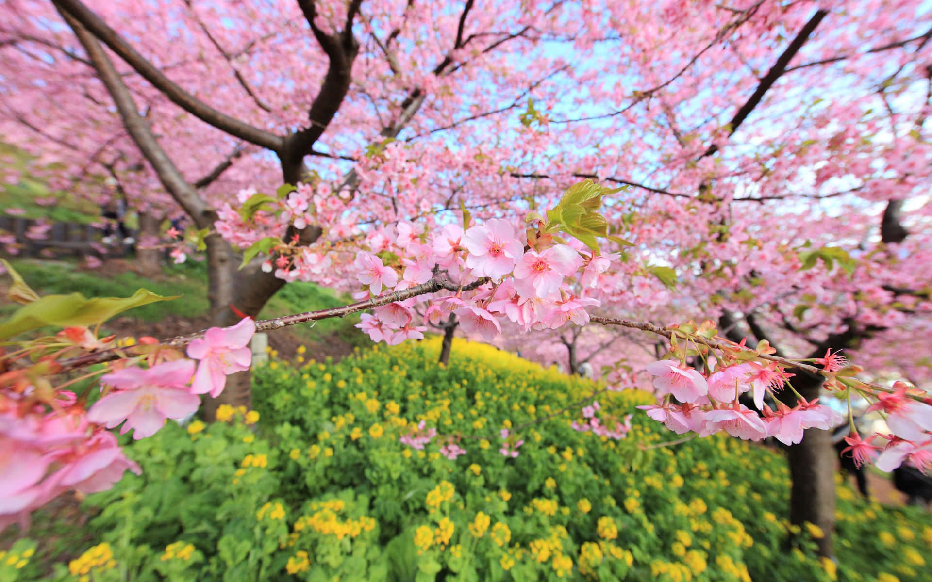 Schönerrosa Kirschblütenbaum, Der Nachts Beleuchtet Wird Wallpaper