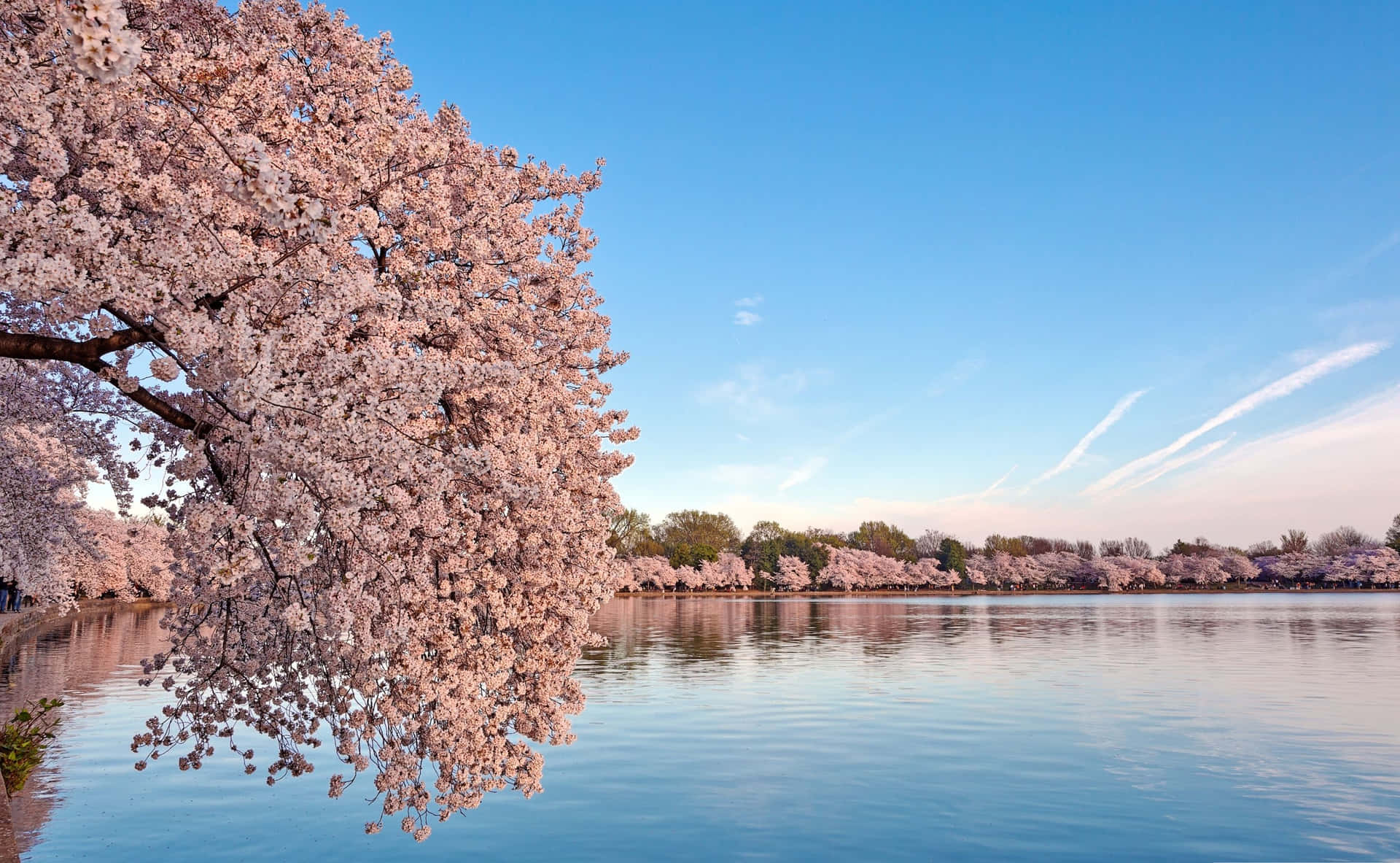 Cherry Blossom Tree By Lake Wallpaper