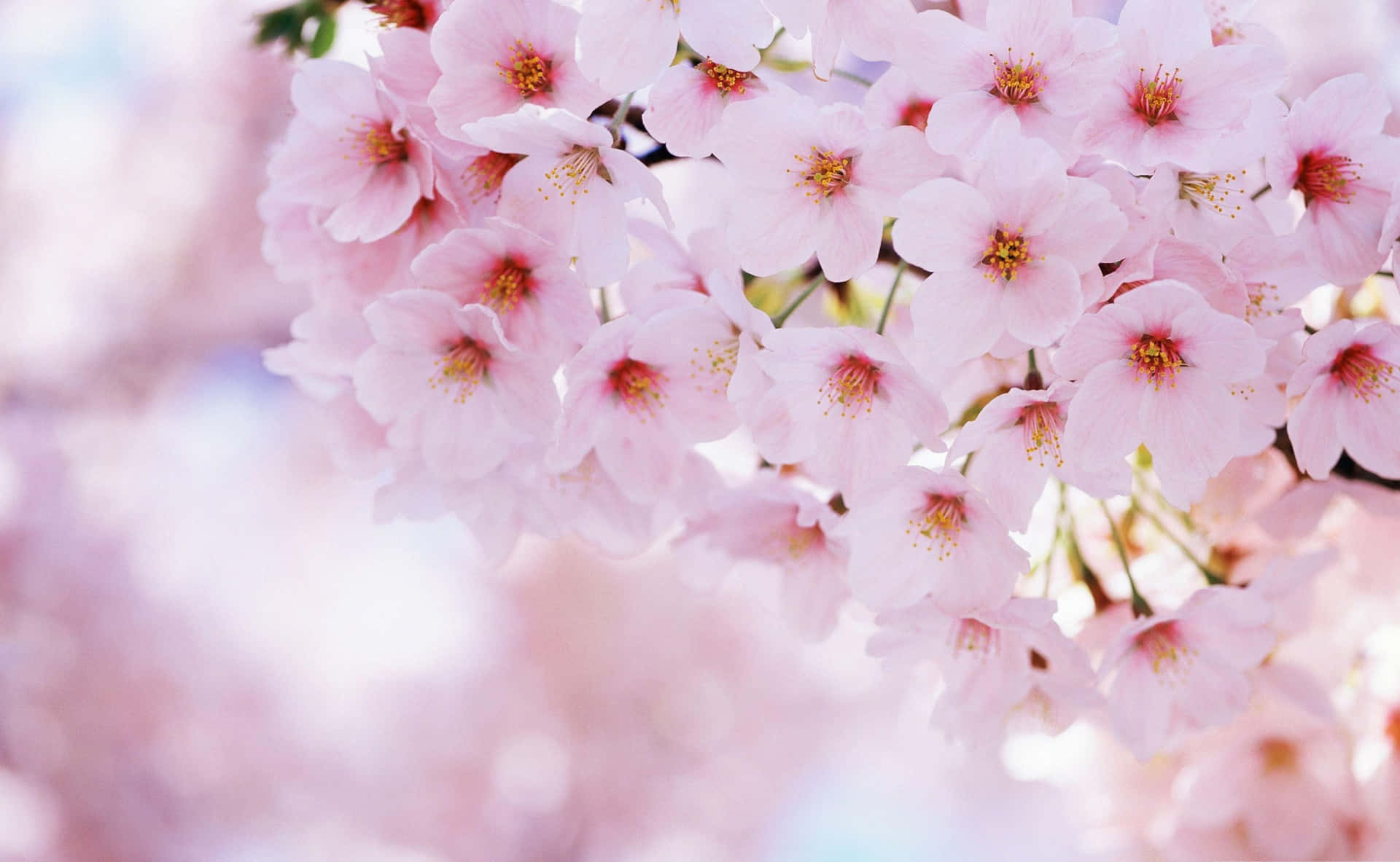 Untranquillo Albero Di Sakura In Piena Fioritura Sfondo