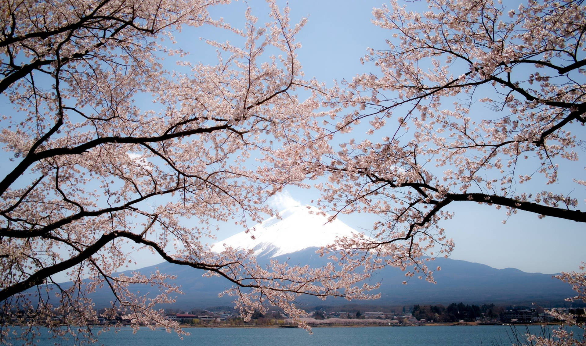 Cherry Blossom Træer Og Fuji-bjerget Wallpaper