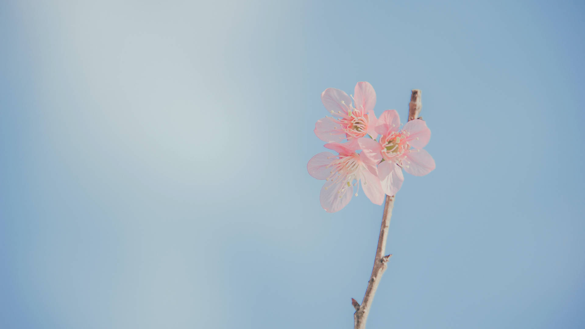 Cherry Blossom Twig For Pink Flowers Aesthetic Wallpaper