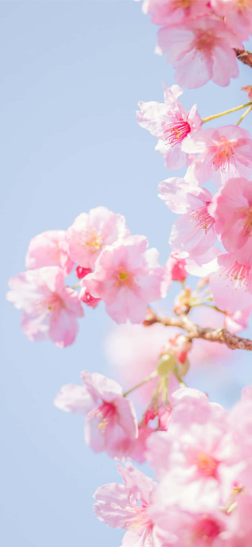 Cherry Blossom Vertical Wallpaper Wallpaper