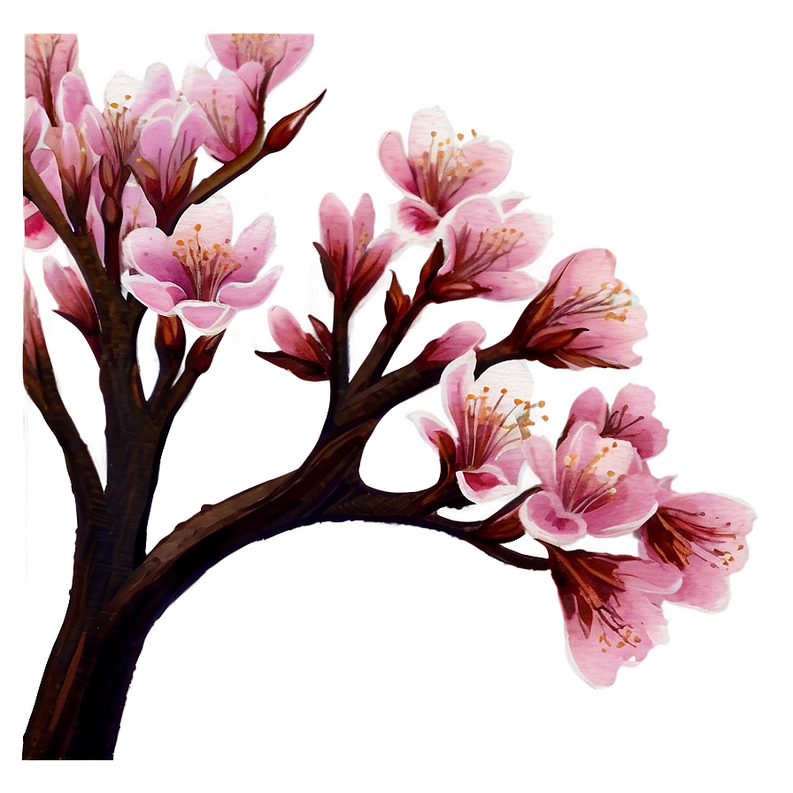 Cherry Blossom Watercolor Painting Png 05032024 PNG