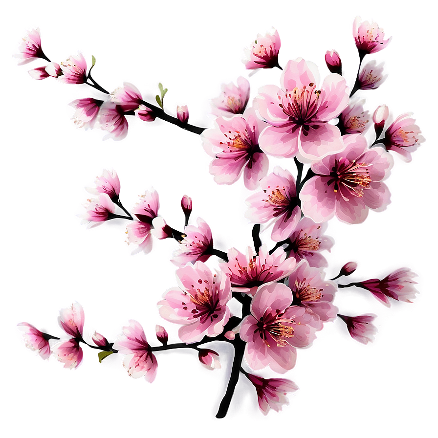 Cherry Blossom With Blue Sky Png Qex PNG