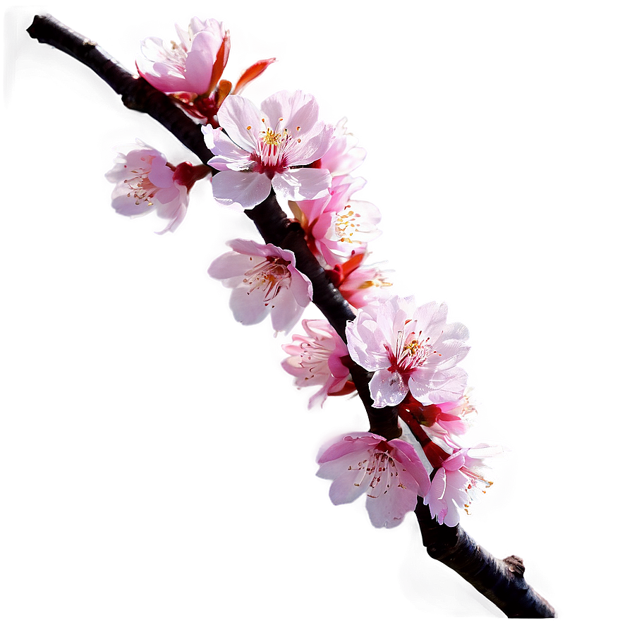 Cherry Blossom With Sun Flare Png 05032024 PNG