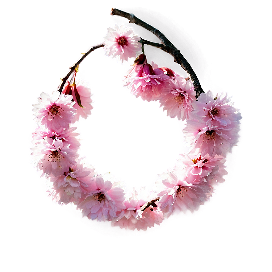 Cherry Blossom With Sun Flare Png 05032024 PNG