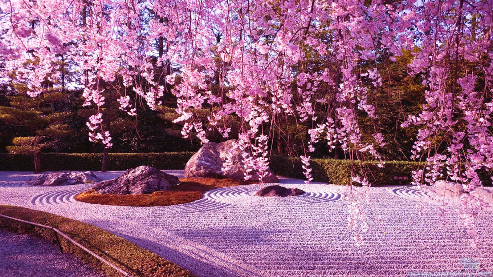 Kersenbloesem Zen Tuin Anime Stijl Achtergrond