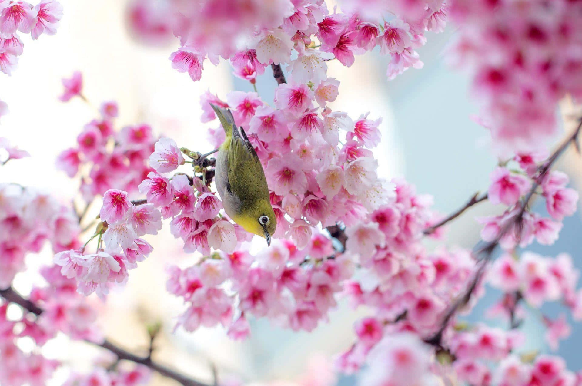 Cherry Blossomand Birdin Spring.jpg Wallpaper