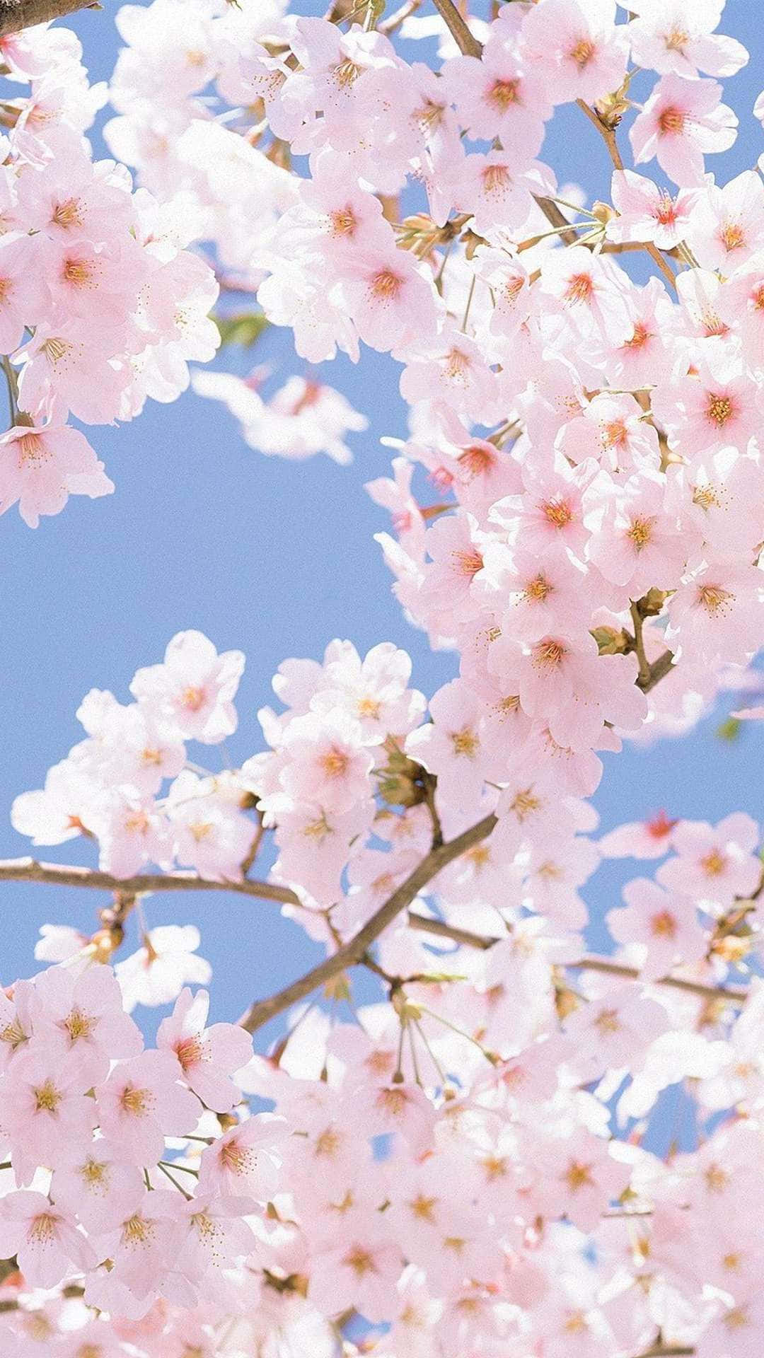 Cherry Blossoms Against Blue Sky Wallpaper