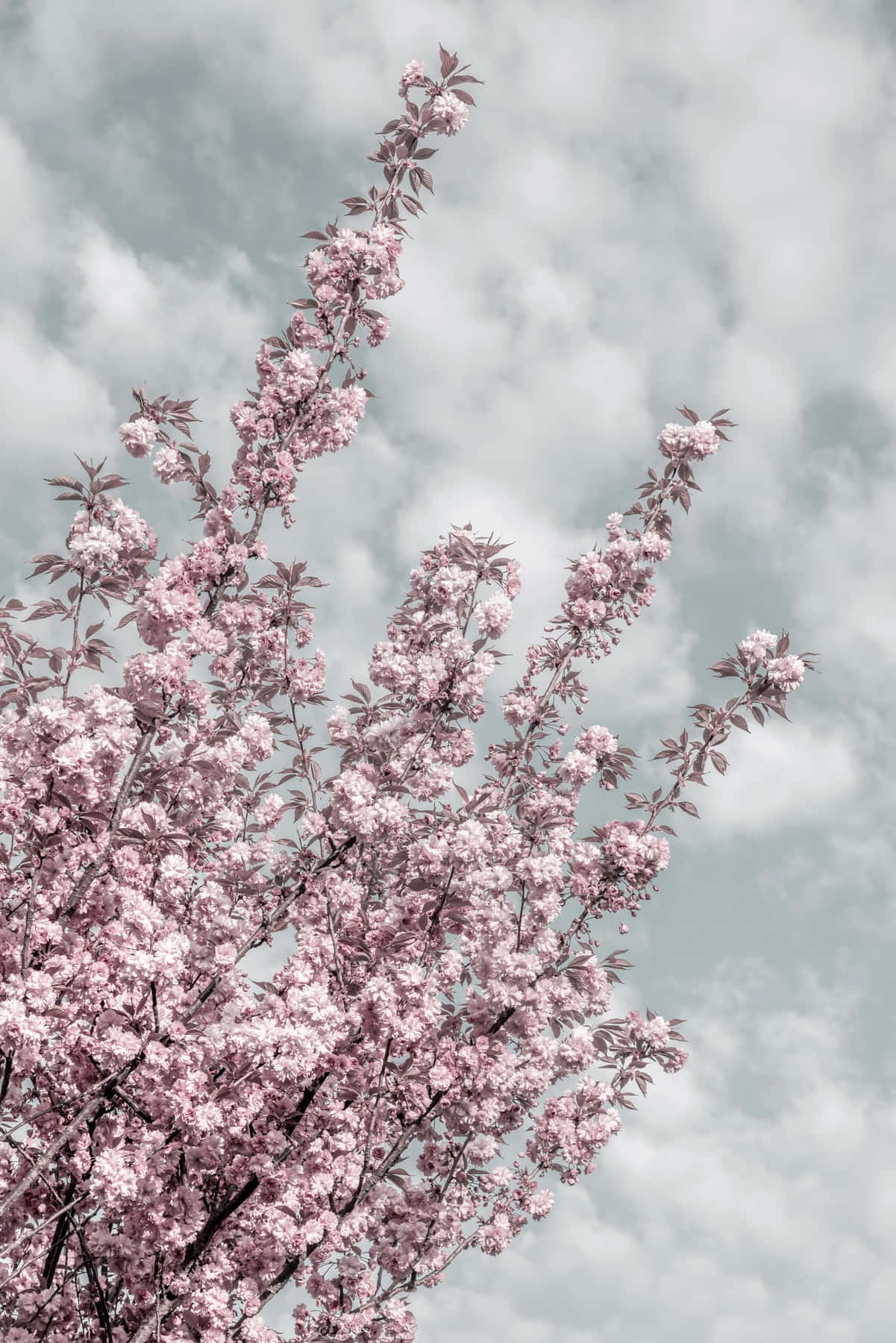 Cherry Blossoms Against Cloudy Sky.jpg Wallpaper