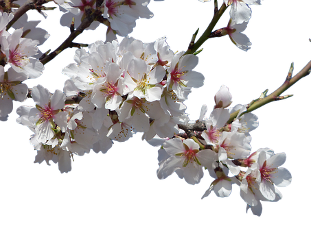 Cherry Blossoms Against Dark Background.jpg PNG
