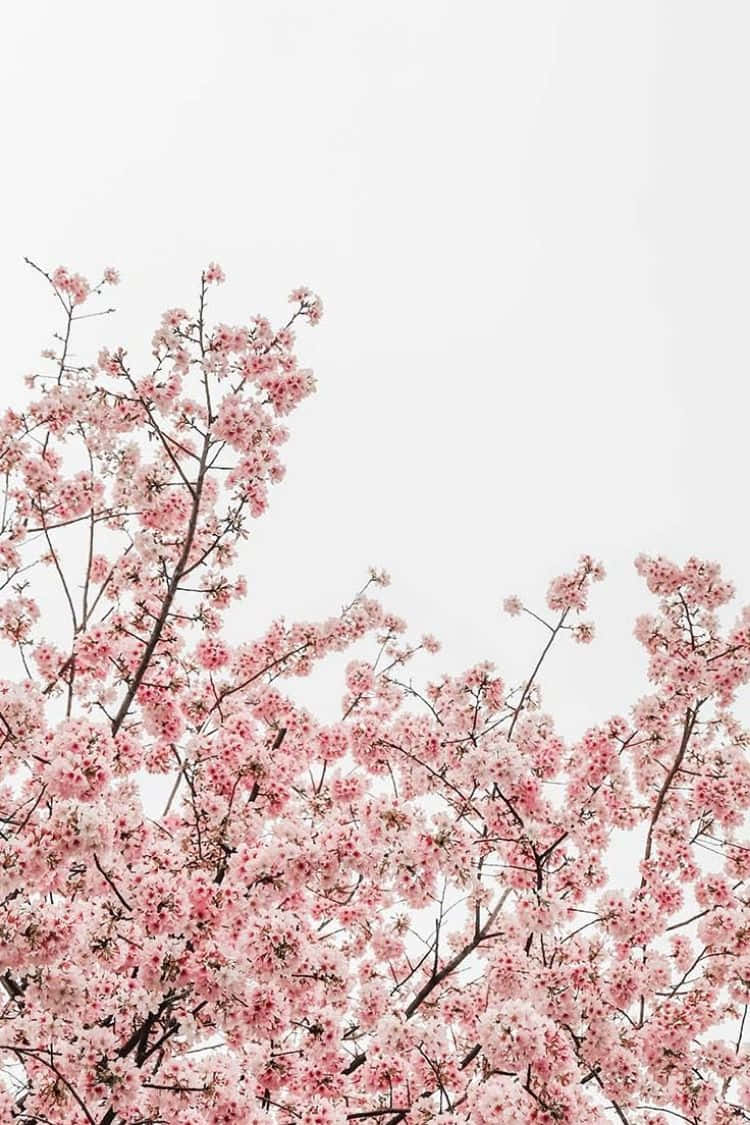 Cherry Blossoms Against Sky.jpg Wallpaper