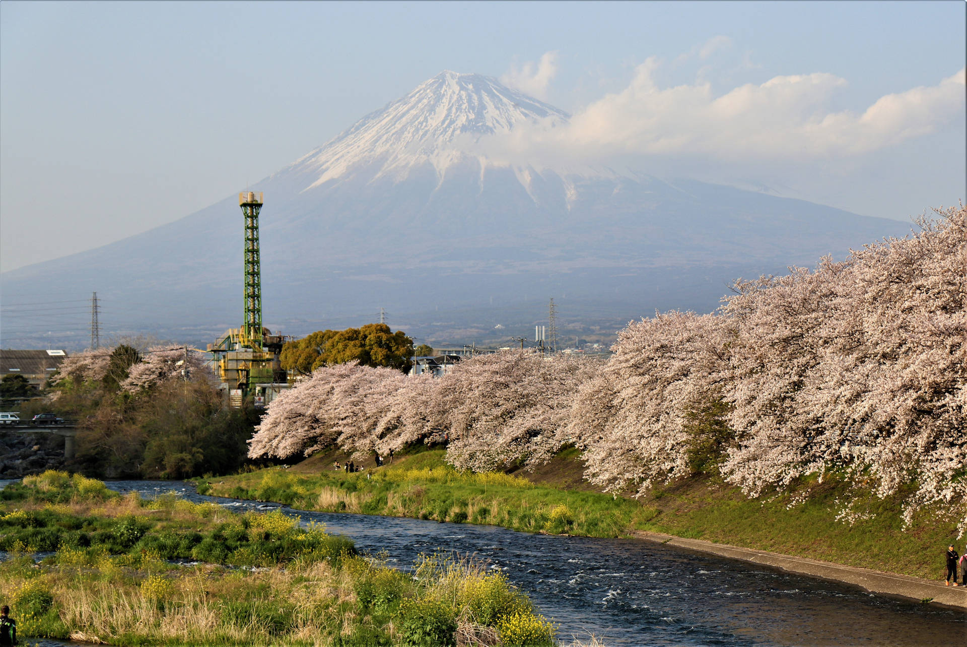 Kirsebærblomster og Mount Fuji Tapet Wallpaper